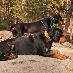 Koera GPS X20 väiksemale koerale